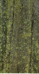 Tree Bark